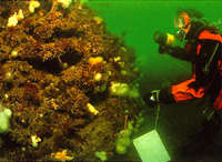 Diving in the Menai Strait